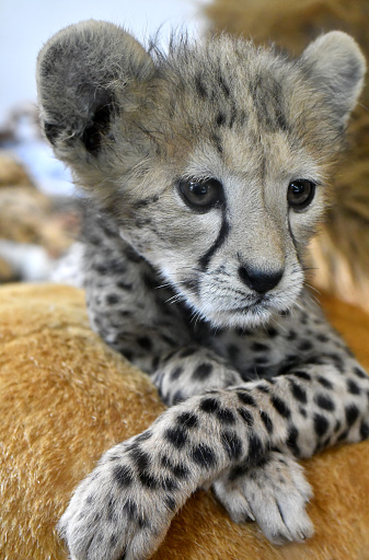 Cheetah Face Baby