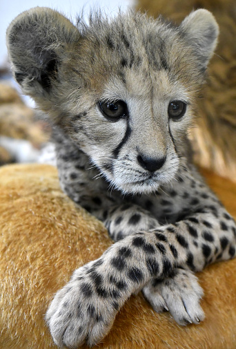 Cheetah Face Baby