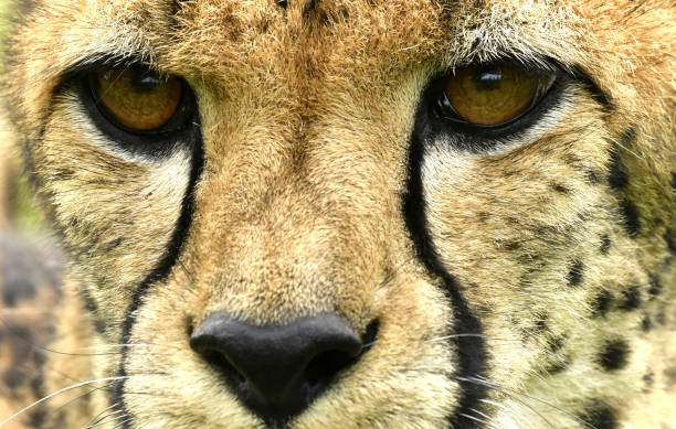 istock Cheetah Face Adult 1140154322