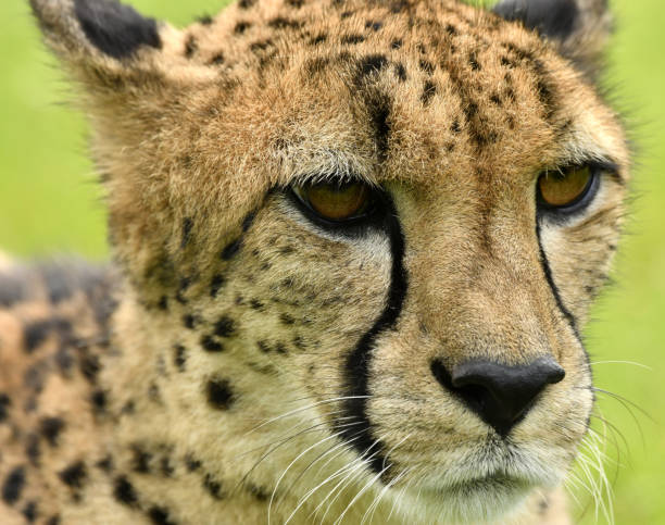 istock Cheetah Face Adult 1140154329