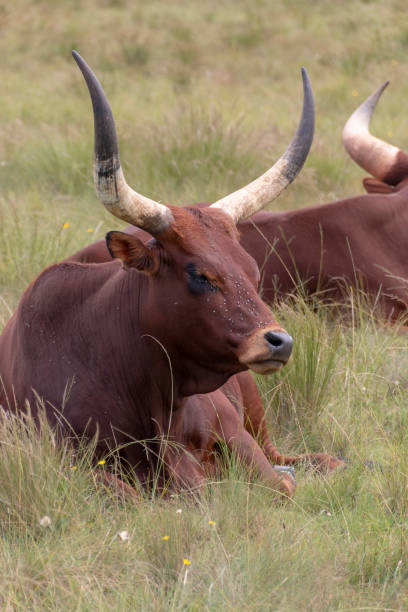 istock A close up view of two big horned dark brown cows 1140154337