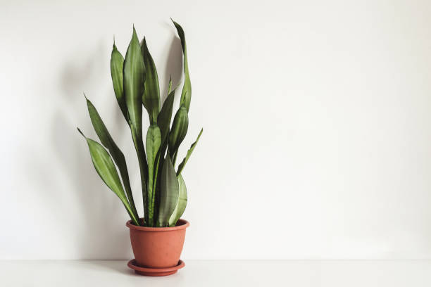 istock potted plant Sansevieria on white table against white wall Mock up. Scandinavian interior fragment 1140154637