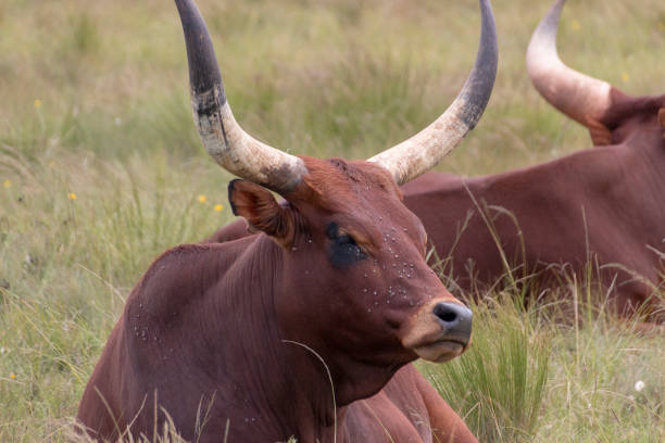 istock A close up view of two big horned dark brown cows 1140154703
