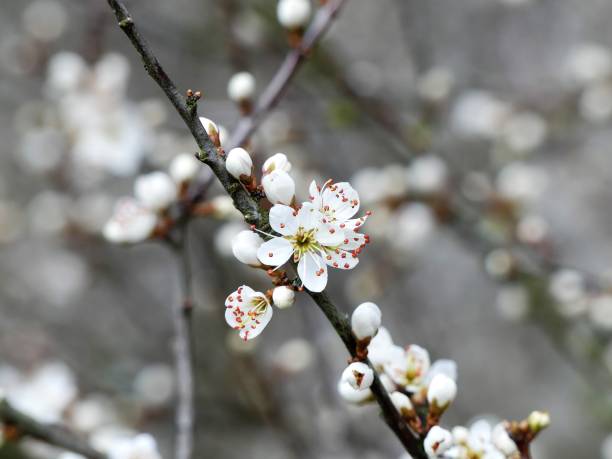 istock Close-up of hawthorn blossom 1140157145