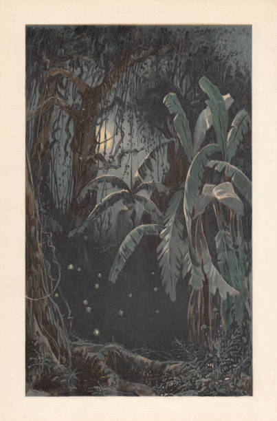 ilustrações de stock, clip art, desenhos animados e ícones de moonlit night in the tropics with swarming fireflies, lithograph, 1898 - rainforest tropical rainforest forest moonlight