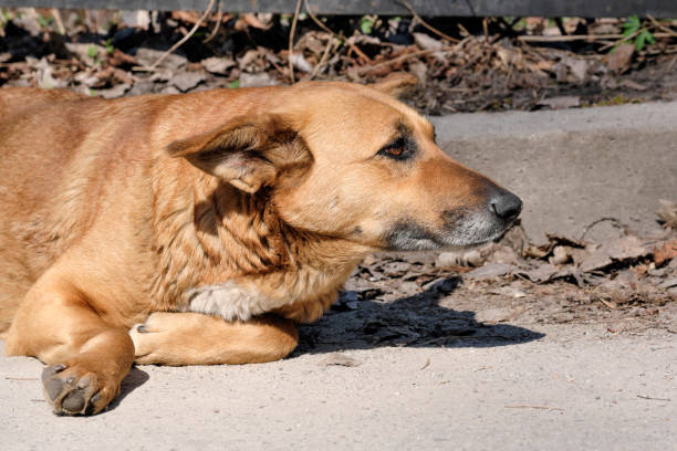 istock The dog is a sad pooch bitch lying 1140157507