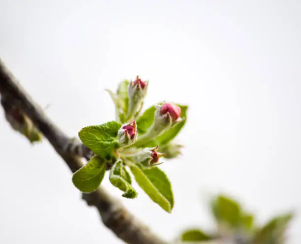 cropped picture of an apple buds in april, image