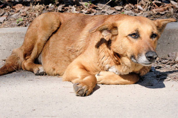 istock The dog is a sad pooch bitch lying 1140157943