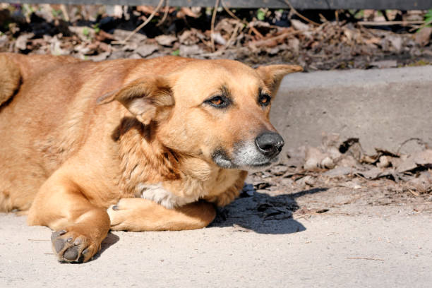istock The dog is a sad pooch bitch lying 1140158154