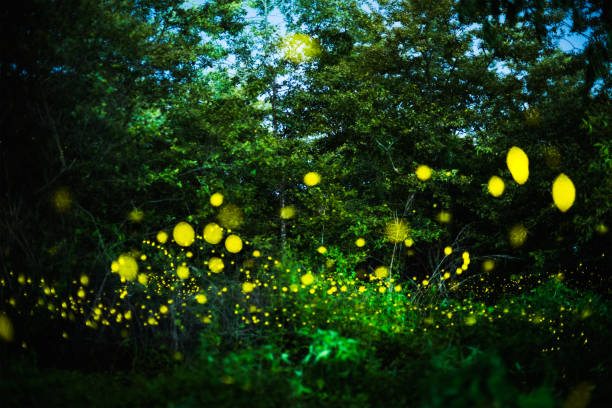 istock Firefly flying at night in the forest in Thailand 1140158622