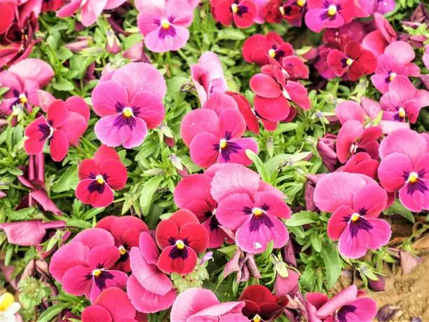 Red Pansy Flowers or pansies blooming in the garden
