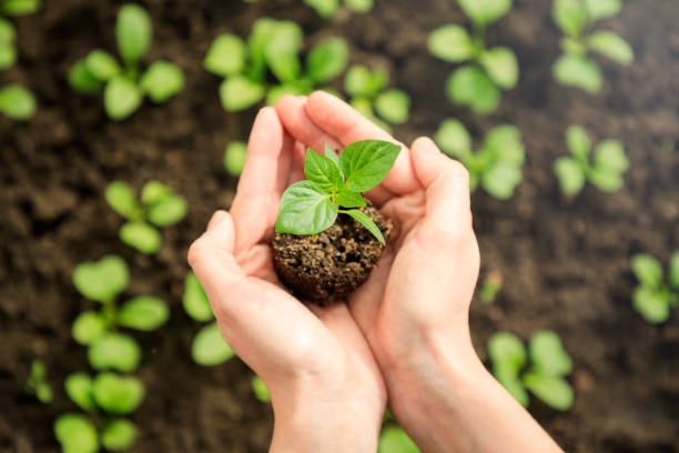 istock Female's hands holding young plant 1140162153
