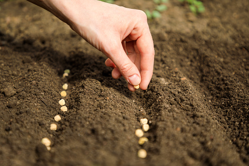 Close-up shot of unidentified person's hand sowing a seed in community garden's soil