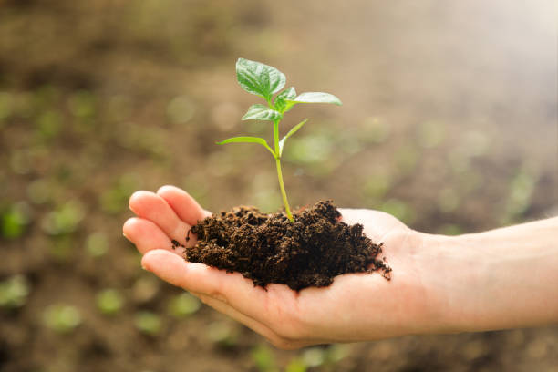 istock Female's hands holding young plant 1140162190