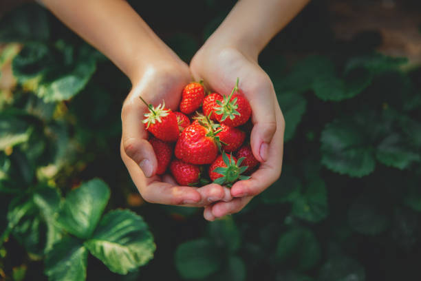 picking strawberries outdoors - strawberry plant imagens e fotografias de stock