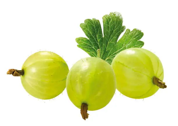 Isolated green gooseberries with leaf