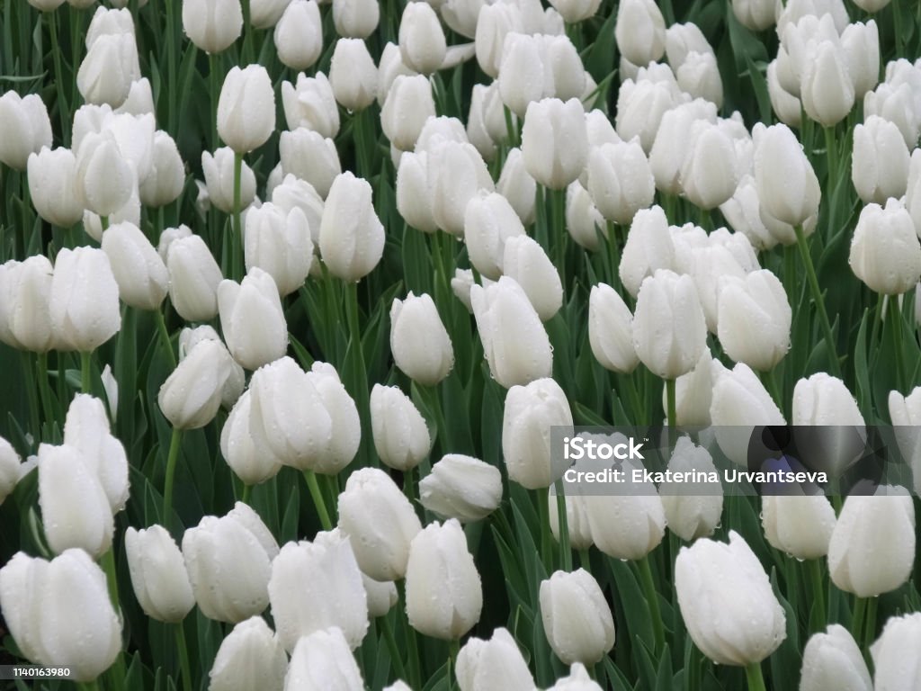 Hình Ảnh Cánh Đồng Hoa Tulip Trắng Luống Hoa Với Những Giọt Sương ...