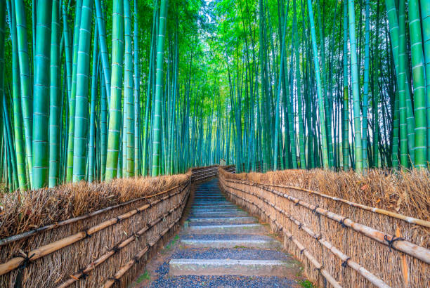 Walkway bamboo tunnel named Arashiyama bamboo forest in Kyoto, Tourist landmark of Japan stock photo
