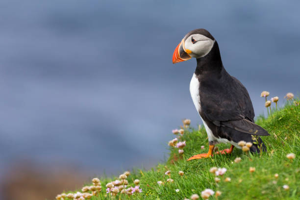 Puffin on Shetland Island resting on green grass and small white flowers Puffin on Shetland Island resting on green grass and small white flowers puffins resting stock pictures, royalty-free photos & images