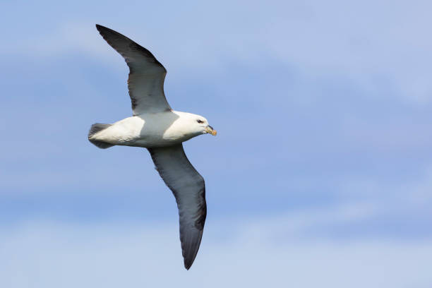 istock One Fulmar glide on the wind along a cliff on the Shetland Islands 1140164268