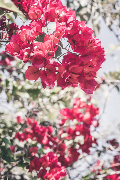 Flower, Blossom, Flower Head, Petal, Plant