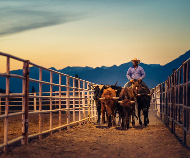 istock Moving a group of steers at dusk 1140165290