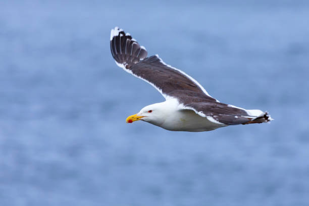 istock Lesser Black-back Gull gliding on the wind along a cliff on the Shetland Islands 1140165356