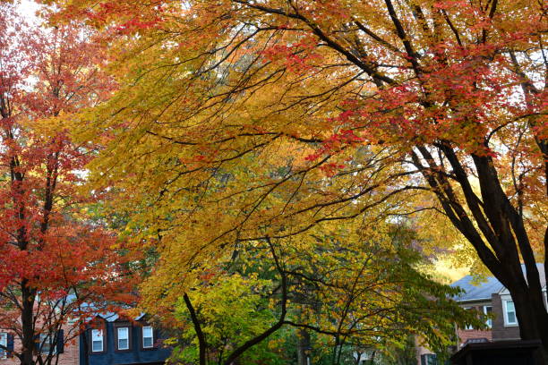 istock Autumn images in Virginia 1140165376