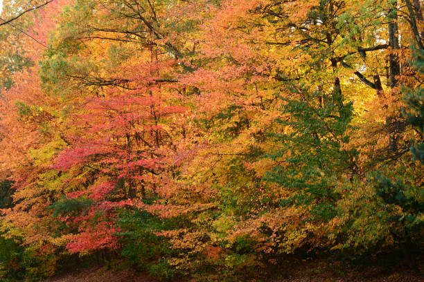 istock Autumn images in Virginia 1140165530