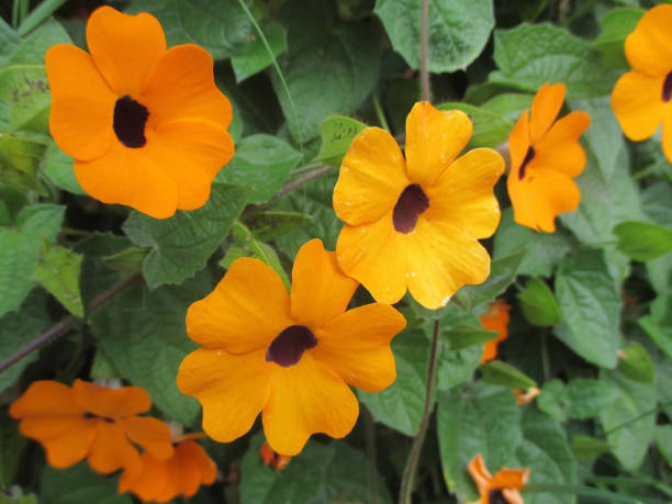istock Eye of a Poet, vine of small orange blossoms. 1140165607