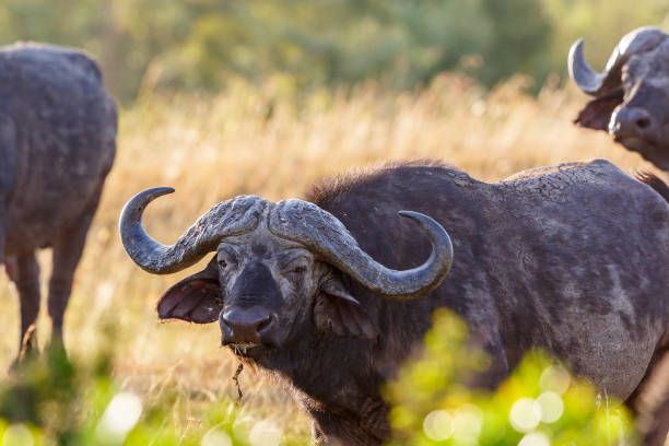 istock Wild African Buffalo on the savannah 1140166506