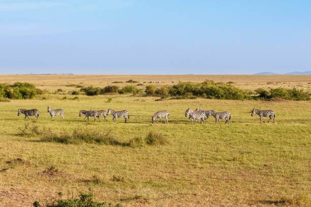 istock African savannah landscape with walking Zebras 1140166516