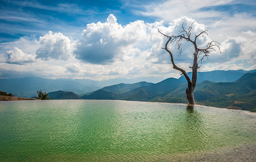 Tree in the water in Hierve el Agua, natural rock formations in the Mexican state of Oaxaca