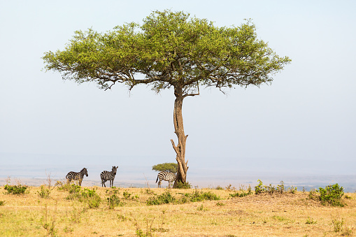 Solitary tree on the savannah with Zebras in the shade