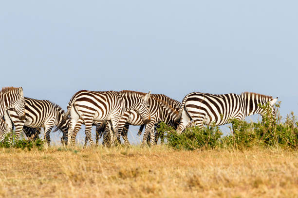 istock Zebras walking on the savanna 1140167650
