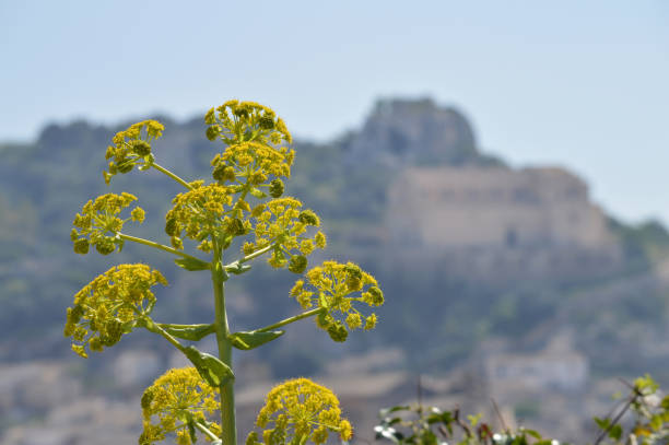 close-up de un hinojo gigante en flor con la ciudad de scicli en el fondo, paisaje siciliano, italia, europa - scicli fotografías e imágenes de stock