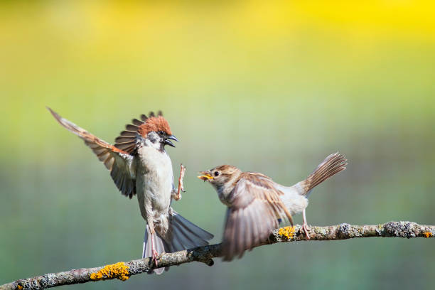 two little funny birds sparrows on a branch in a sunny spring garden flapping their wings and beaks during a dispute - funny bird imagens e fotografias de stock