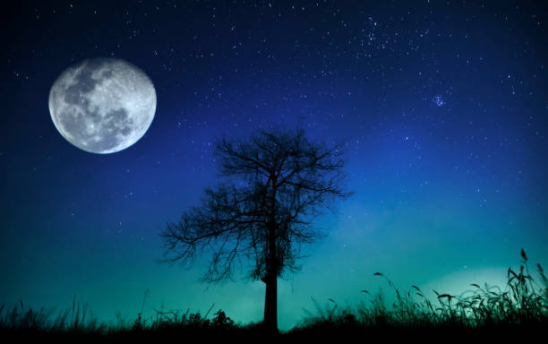 istock Meteor and trees in the moonlight at night, beautiful, with blue light 1140169785