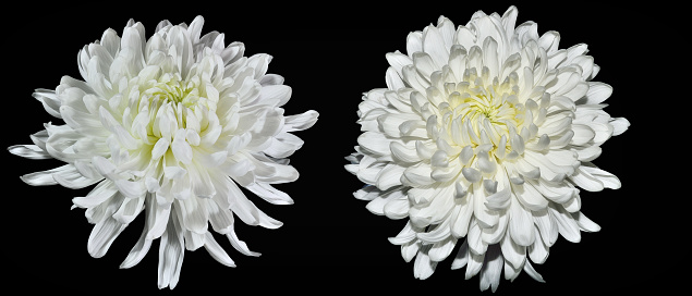 Two white chrysanthemum flowers with yellow middle close up, isolated on a black background. Beautiful elegant flowerhead with delicate petals