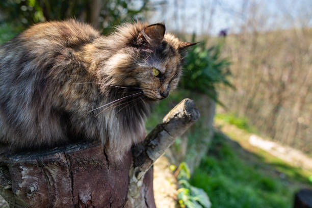 istock Cat in the garden 1140170229