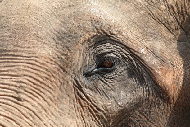 悲しい象目象クローズアップ - animal close up elephant animal eye ストックフォトと画像