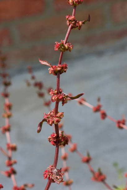 Rumex crispus Rumex crispus seeds rumex crispus stock pictures, royalty-free photos & images