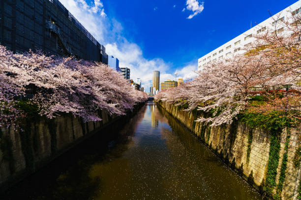 printemps tokyo au japon - rivière meguro photos et images de collection