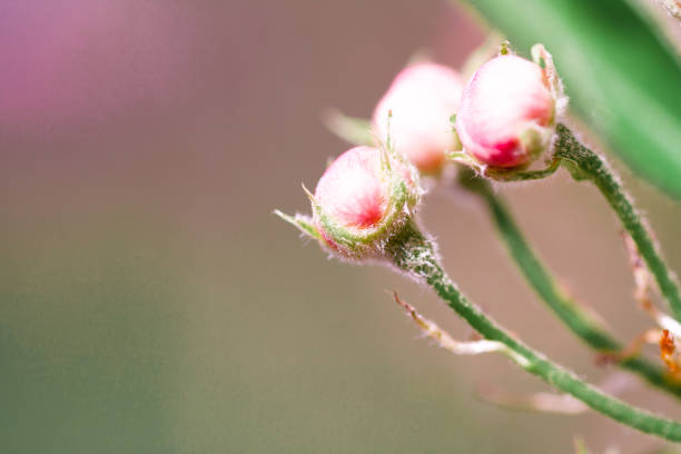istock Branches of blossoming apricot macro 1140171363