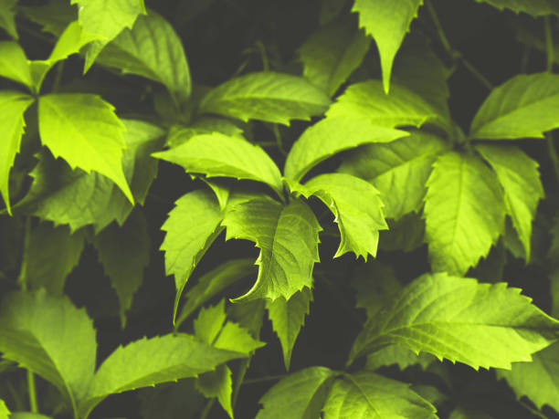 istock Green toned foliage trendy background 1140171602