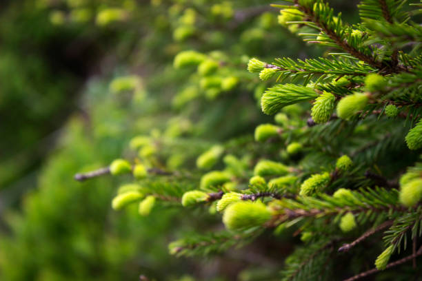 istock Forever green tree - spruce with young bright green needles, background. Coniferous tree, spring 1140171646