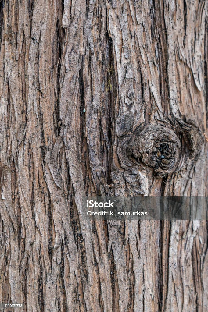 Brown Tree Color Brown Wood Tree Texture Surface Pattern Bark Of Tree Stock Photo ...