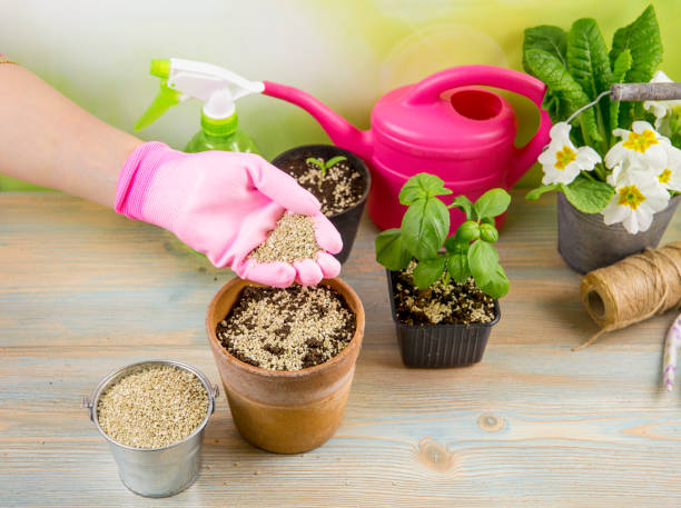 mujer jardinero mano mezcla gránulos de vermiculita pellets con suelo de jardinería negro mejora la retención de agua, flujo de aire, capacidad de crecimiento de la raíz de todas las plantas que crecen en macetas. - water retention fotografías e imágenes de stock