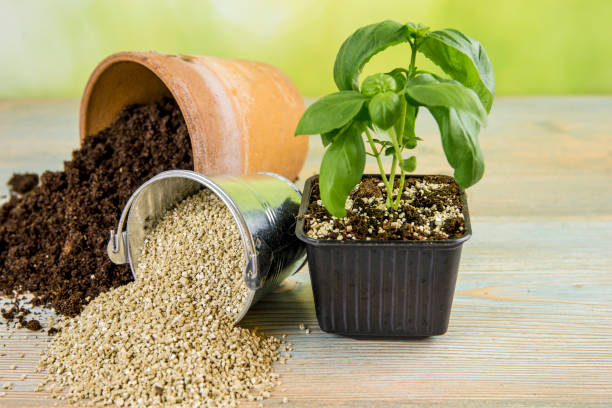 Mixing vermiculite granules pellets with black gardening soil improves water retention, airflow, root growth capacity of all the plants growing in pots. Vermiculite is a hydrous phyllosilicate mineral mezclar gránulos de vermiculita con suelo de jardinería negro mejora la retención de agua, flujo de aire, capacidad de crecimiento de la raíz de todas las plantas que crecen en macetas. la vermiculita es un mineral de filosilicato hidroso