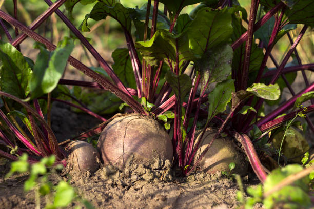 ripe beets growing in the garden, time to harvest, background - table ingredient gardening agriculture imagens e fotografias de stock